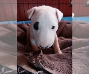 Bull Terrier Puppy for sale in LOS BANOS, CA, USA