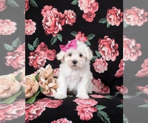 Maltese Puppy for sale in OXFORD, PA, USA