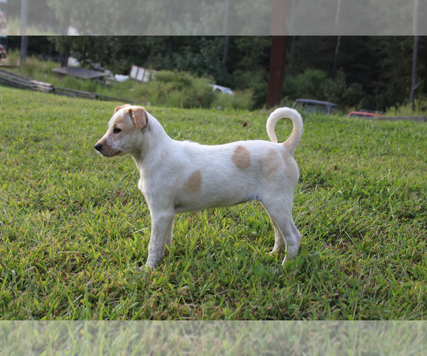 Medium Photo #4 Box heeler Puppy For Sale in RANGER, GA, USA