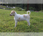 Small Photo #4 Box heeler Puppy For Sale in RANGER, GA, USA