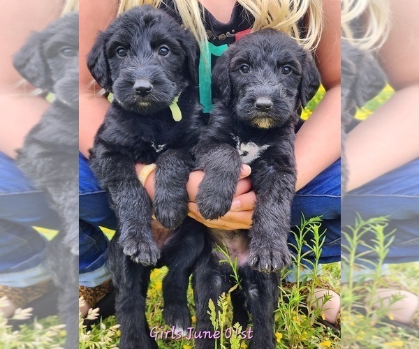 Medium Photo #2 Irish Wolfhound-Poodle (Standard) Mix Puppy For Sale in OMAHA, AR, USA