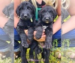 Small Photo #2 Irish Wolfhound-Poodle (Standard) Mix Puppy For Sale in OMAHA, AR, USA