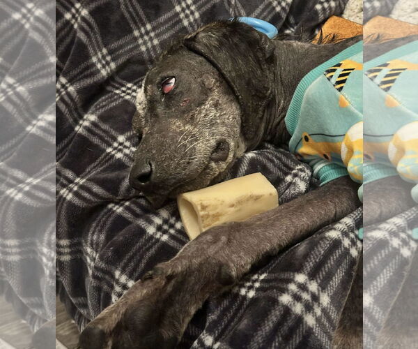 Medium Photo #24 Bluetick Coonhound-Unknown Mix Puppy For Sale in Princeton, MN, USA