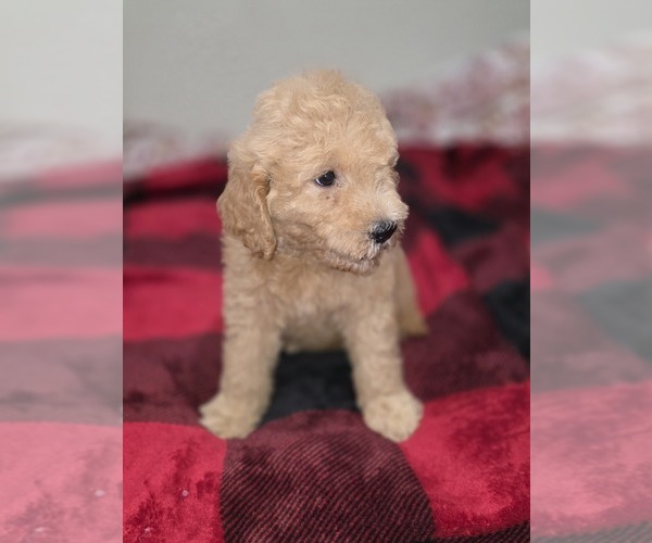 Medium Photo #13 Goldendoodle Puppy For Sale in DUBLIN, TX, USA