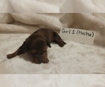 Puppy Female 1 Mocha Dachshund
