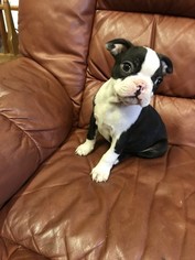 Boston Terrier Puppy for sale in AIEA, HI, USA