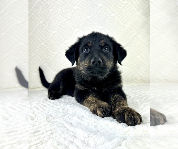Medium Photo #2 Golden Shepherd Puppy For Sale in GREENFIELD, IN, USA