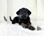 Small #1 Golden Shepherd