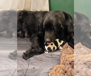 Mother of the Newfoundland puppies born on 06/11/2022
