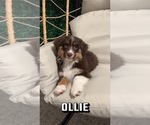 Small Photo #13 Aussiedoodle Miniature  Puppy For Sale in STRUTHERS, OH, USA