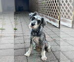 Small #3 Mutt