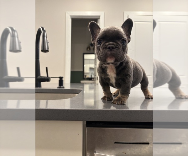 Medium Photo #2 French Bulldog Puppy For Sale in ATLANTA, GA, USA