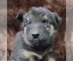 Small Mutt