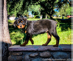 Small Photo #2 Rottweiler Puppy For Sale in NEWCASTLE, CA, USA