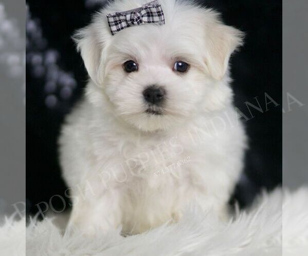 Medium Photo #7 Maltese Puppy For Sale in WARSAW, IN, USA