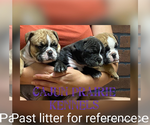 Small Photo #6 Olde English Bulldogge Puppy For Sale in EUNICE, LA, USA