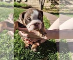 Small Photo #4 Bulldog Puppy For Sale in RIVERSIDE, CA, USA