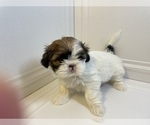 Small Photo #1 Shih Tzu Puppy For Sale in LIBERTY TWP, OH, USA
