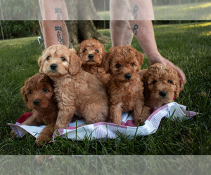 Goldendoodle (Miniature) Puppy for sale in DORSEY, IL, USA
