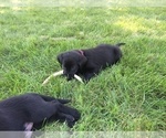 Small Photo #11 Labrador Retriever Puppy For Sale in LA CRESCENT, MN, USA