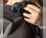 Small Photo #7 Pug Puppy For Sale in BLOOMINGTON, IL, USA