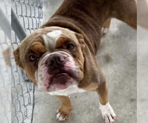 American Bulldog-Unknown Mix Dogs for adoption in Rockaway, NJ, USA