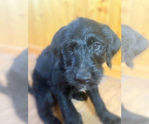 Medium Photo #7 Goldador Doodle Puppy For Sale in ESTES PARK, CO, USA