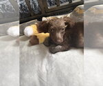 Small Photo #4 Miniature Labradoodle Puppy For Sale in Valrico, FL, USA
