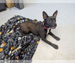 Mutt Dogs for adoption in Evansville, IN, USA