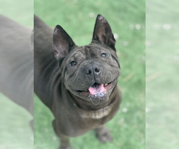Medium Photo #6 Chinese Shar-Pei-Unknown Mix Puppy For Sale in Evansville, IN, USA