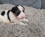 Litter of 3 - Male(s) and Female(s) Yorkshire TerrierLitter of Puppies for Sale - Small photo