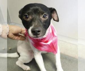 Chihuahua-Unknown Mix Dogs for adoption in San Antonio, TX, USA