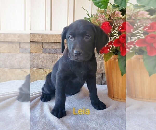 Medium Photo #5 Labrador Retriever Puppy For Sale in CATO, NY, USA