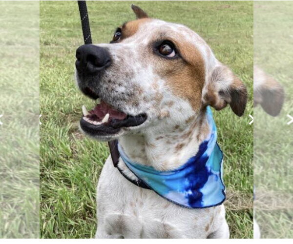 Medium Photo #4 Mutt Puppy For Sale in Fort Pierce, FL, USA