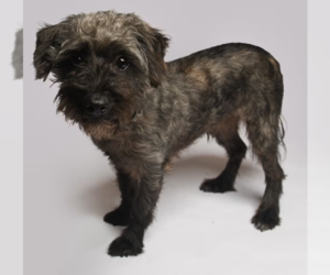Mutt Dogs for adoption in Cranston, RI, USA