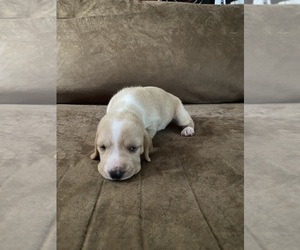 Basset Hound Puppy for sale in MILTON, FL, USA