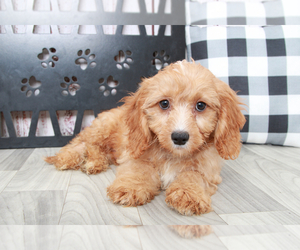 Cavapoo Puppy for sale in MARIETTA, GA, USA