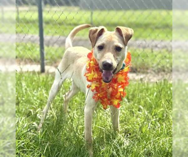 Medium Photo #2 Labrador Retriever-Unknown Mix Puppy For Sale in Conroe, TX, USA