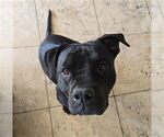 Small #2 American Bulldog Mix