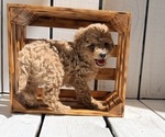Small #2 Poodle (Miniature)