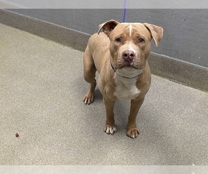 Mutt Dogs for adoption in Las Vegas, NV, USA