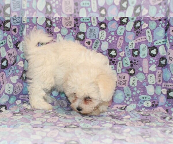 Medium Photo #4 Zuchon Puppy For Sale in BLOOMINGTON, IN, USA