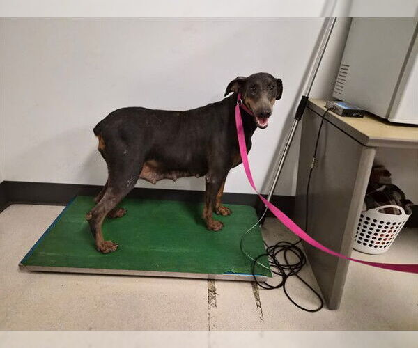 Medium Photo #1 Doberman Pinscher Puppy For Sale in Corona, CA, USA