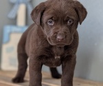 Small #2 Labrador Retriever