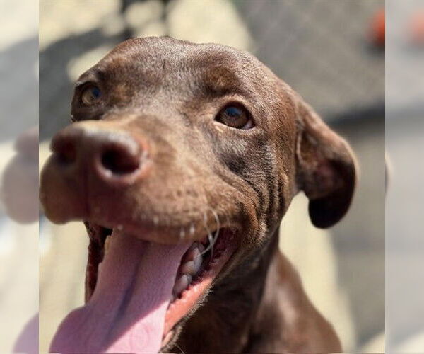 Medium Photo #3 Labrador Retriever-Unknown Mix Puppy For Sale in Tulsa, OK, USA