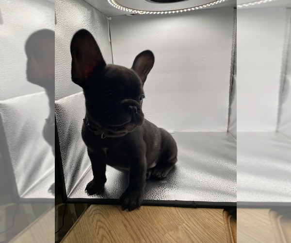 Medium Photo #10 French Bulldog Puppy For Sale in CLEARWATER, FL, USA