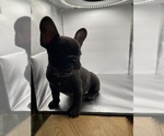 Small Photo #10 French Bulldog Puppy For Sale in CLEARWATER, FL, USA