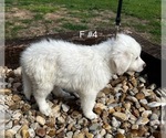 Small Photo #4 Great Pyrenees Puppy For Sale in LOCKHART, TX, USA