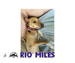 Small Photo #16 Dachshund-Unknown Mix Puppy For Sale in San Antonio, TX, USA