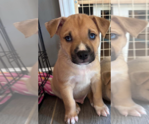 American Staffordshire Terrier-Unknown Mix Dogs for adoption in Holly Springs, NC, USA